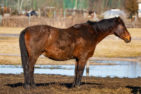 Picture from horse - animal photographyの写真素材