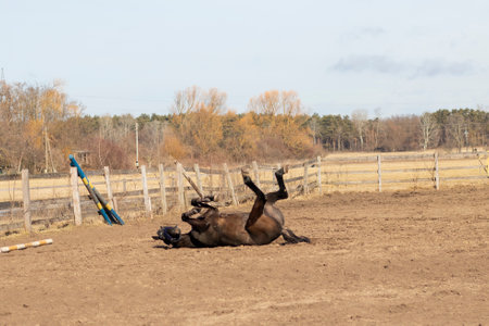 Horse lying down in the paddock in the autumn afternoon.の写真素材