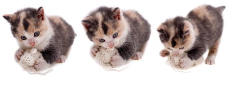 pussycatの写真素材