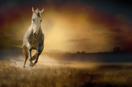 White horse in sunsetの写真素材