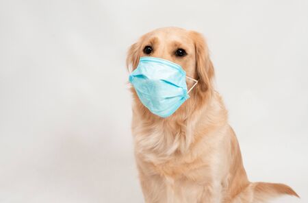 Female woman in medical protected face mask with dog Golden retriever on white isolated. A dog looking at camera with medical mask on white background. Pets hygiene conceptの写真素材