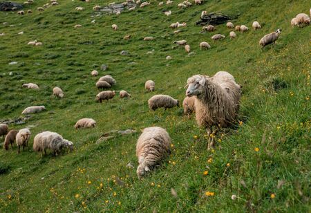 A herd of sheep in the mountains. Beautiful mountain landscape view. Shepherds Home in the...