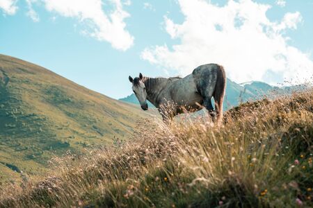 White wild Horse on green pasture in mountains. Alone horse graze in the meadow. In the field of scenic nature landscapeの写真素材