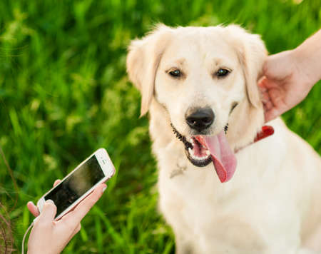 male and female hands texting on the phone and touch the dog golden retriever. Girl using smartphone on green lawnの写真素材