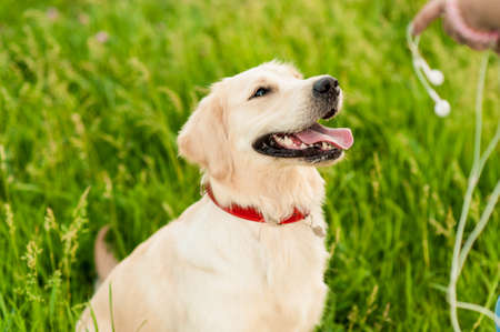 female hands texting on the phone and touch the dog golden retriever. Girl using smartphone on green...