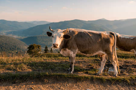 Mountain pasture with the cows grazing. Cows eating grass on the farmland near shepherd's home. Carpathian mountainsの写真素材
