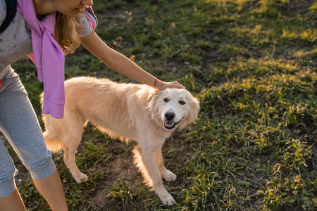 Portrait of white big dog. White alabai dog looking at camera. sunny summer in sunset. love and care...