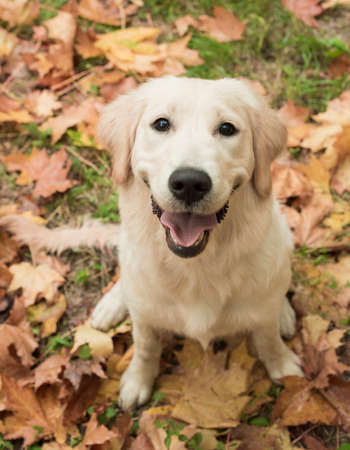 Closeup portrait of white retriever dog looking at camera in autumn background. Dog on autumn...