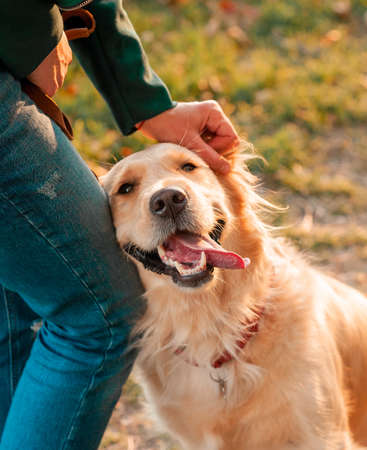 Closeup portrait of white retriever dog looking at camera in autumn background. Dog on autumn...