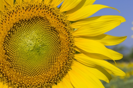 A bright yellow sunflower in front of a field of sunflowersの写真素材