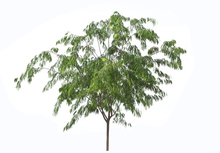 Tropical tree in the northeast of Thailand isolated on white backgroundの写真素材
