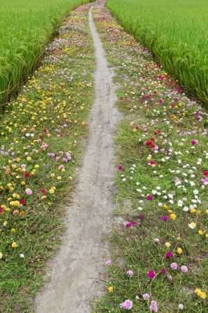 wild flowers growing by a country roadの写真素材