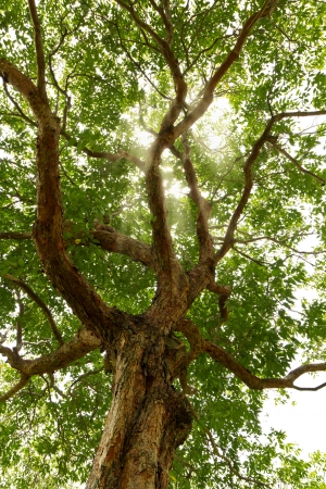 looking up at the sunlight in a forest
