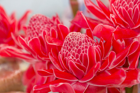 Etlingera elatior flowers are very beautifulの写真素材