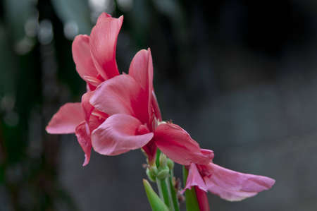 Pink Flowerの写真素材