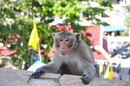 monkey in temple
