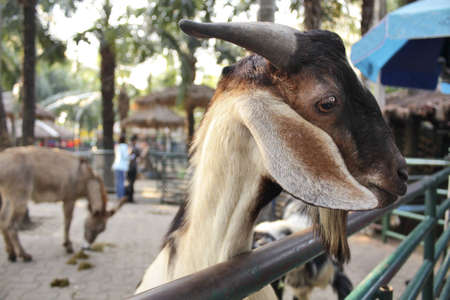 goat in Nongnooch gardenの写真素材