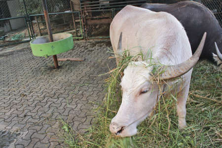 White Buffaloの写真素材