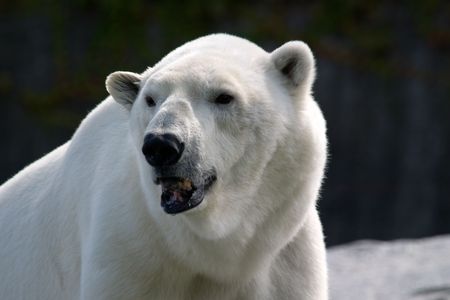 Portrait shot of a polar bearの写真素材