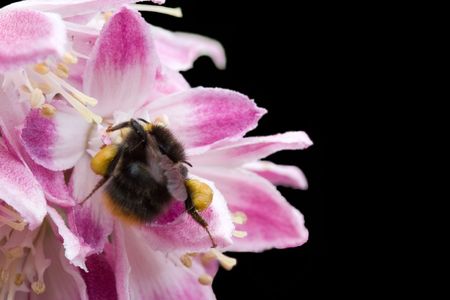 Bumblebee feeding on a flower, isolated on blackの写真素材