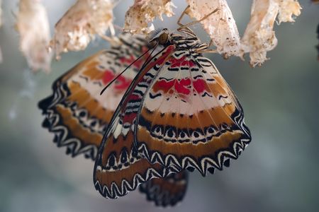 Two freshly hatched butterflies with cocoonsの写真素材