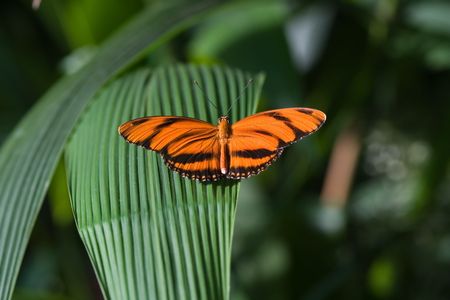 Orange butterfly posing on a palm leafの写真素材