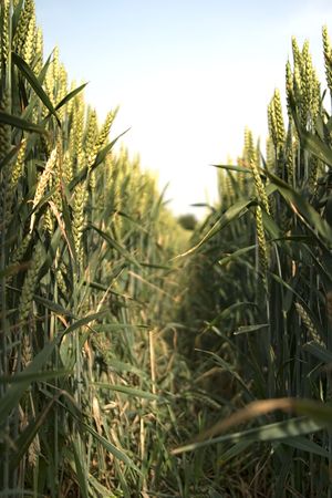 Path in a field of wheat