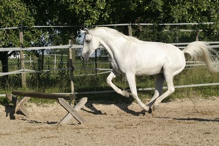 White Arabian horse (mare) running free and ready to jumpの写真素材