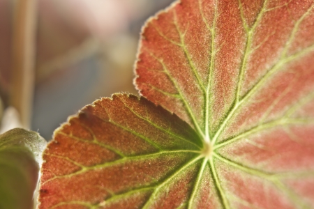 Close-up begonias leafの写真素材