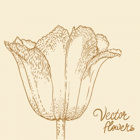 Vintage hand-drawing background with flowers. Vector illustration isolated. のイラスト素材