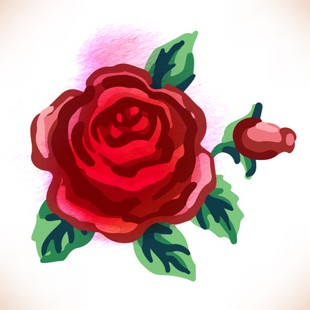 Red rose. Watercolor vector illustration isolated on whiteのイラスト素材
