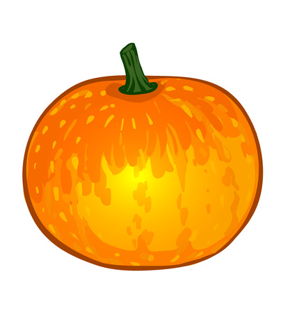 Vector vegetables: pumpkin isolated on whiteのイラスト素材