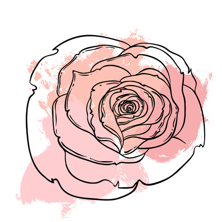 Beautiful roses bouquet drawing on beige grunge background. Hand drawn vector highly detailed line art illustration over watercolor painted texture. Wedding, beauty, tattoo outline design element.のイラスト素材