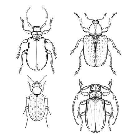 Hand drawn bug in vintage style. Beetles vector illustration isolated on white background. Retro tattoo design, astrology, alchemy, magic symbol.のイラスト素材