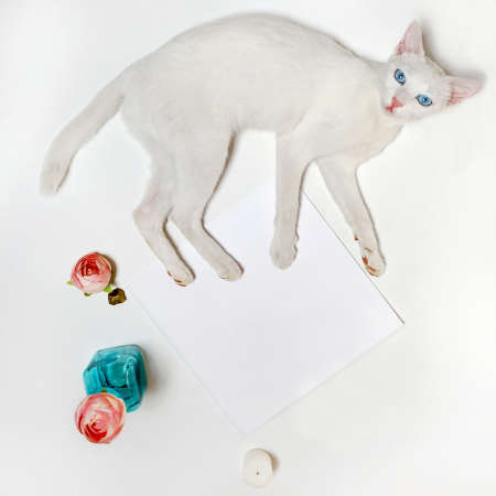 White cute cat with blue eyes over white table. With pink roses and turquoise glass bottle. Modern trend template for advertising. Product mockup.の写真素材