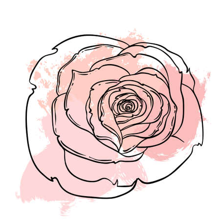 Beautiful roses bouquet drawing on beige grunge background. Hand drawn vector highly detailed line art illustration over watercolor painted texture. Wedding, beauty, tattoo outline design element.のイラスト素材