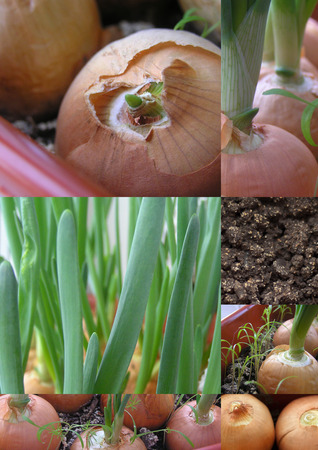 different stages of ripening green onionsの写真素材