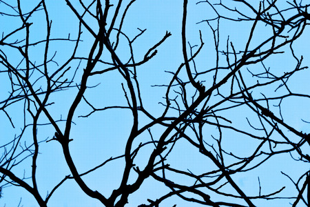 bare branches against the clear blue sky without cloudsの写真素材