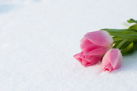 Beautiful pale pink tulips on the white snow.の写真素材