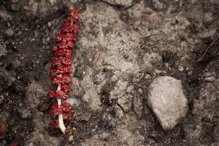 red branch with stones on ground. High contrast.の写真素材