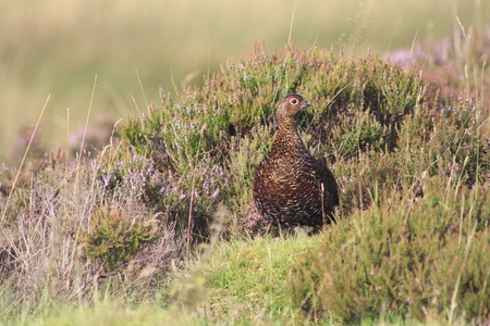 Grouse in the Heatherの写真素材