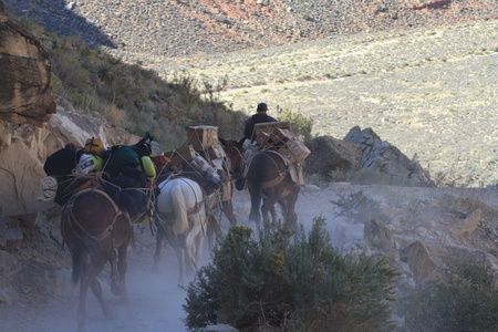 Mule Train in Supai, Grand Canyonのeditorial素材