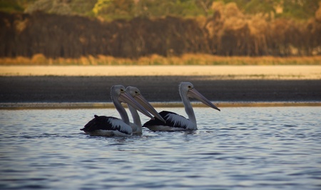Pelicans on a lakeの写真素材
