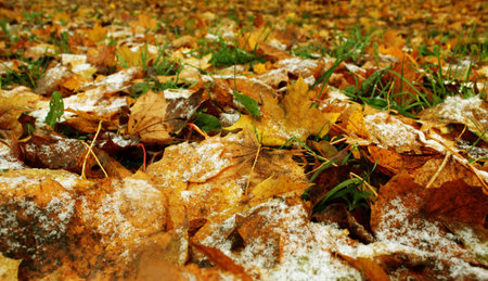 The fallen autumn leaves with the first snowの写真素材