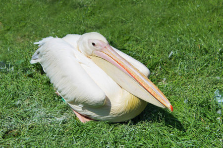 Pink pelican in the zooの写真素材