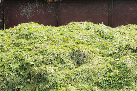  composted grass clippings choppedの写真素材