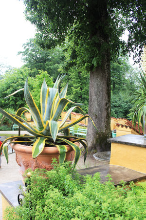 large agaves growing in pots in the garden