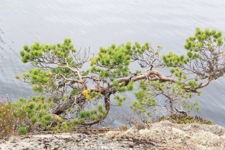 Stone hill with the lonely pine