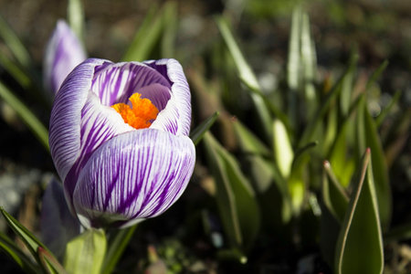 Flowers purple crocusの写真素材