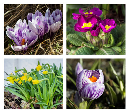 Spring flowersの写真素材